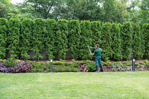 Best Tree Trimming and Pruning  in Waterford, CA