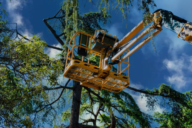 Best Tree Removal  in Waterford, CA