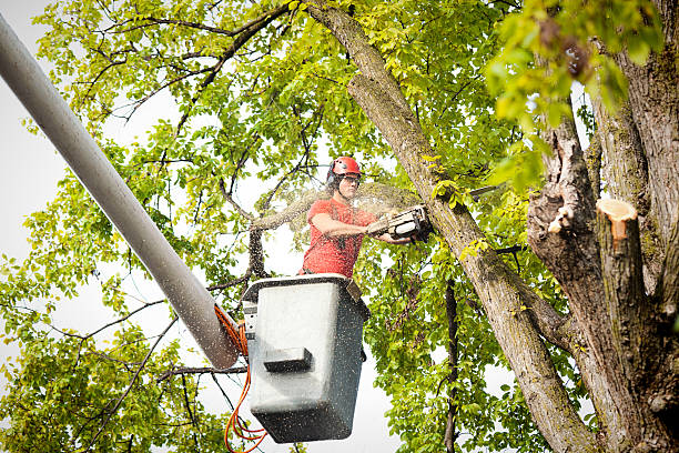 How Our Tree Care Process Works  in  Waterford, CA