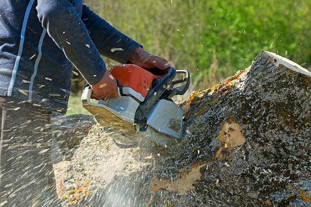 Leaf Removal in Waterford, CA
